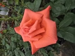 Kod:g48Armonie rose - yoğun kokulu turuncu gül (büyük boy)
