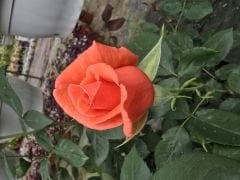 Kod:g48Armonie rose - yoğun kokulu turuncu gül (büyük boy)