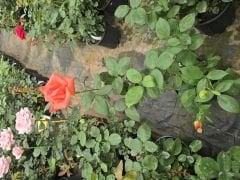 Kod:g48Armonie rose - yoğun kokulu turuncu gül (büyük boy)