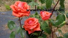 Kod:g48Armonia rose - yoğun kokulu turuncu gül (büyük boy)