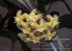 Hoya erythrina Kokulu mum çiçeği 20 - 30 cm boyda , güçlü sürgünlü, saksıda köklü gelişmekte (Kod: 20)
