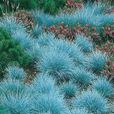 Kod:cim01 Mavi çim - festuca glauca (saksıda canlı) Çok yıllık kalıcı.