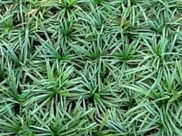 Kod:cim02 Osmanlı Çimi - Ophiopogon japonicum  (saksıda canlı) Çok yıllık kalıcı, hoş kokulu çiçekler açar