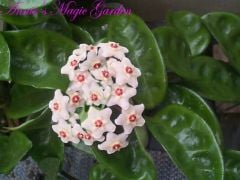 Hoya carnosa Crinkle 8 Kokulu mum çiçeği 20 - 30 cm boyda, güçlü sürgünlü, saksıda köklü gelişmekte (Kod: 23)