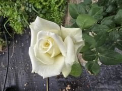 G51 Talk me rose, yoğun kokulu beyaz gül (büyük boy)