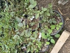 G51 Talk me rose, yoğun kokulu beyaz gül (büyük boy)