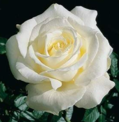 G51 Talk me rose, yoğun kokulu beyaz gül (büyük boy)