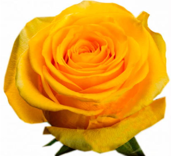 Kod:g52 Passi rose, Kokulu koyu sarı gül (büyük boy)