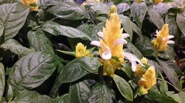 Kod:kar02 Sarı Karides (Şamdan) Çiçeği (Pachystachys Lutea) (20-50cm boy) tomurcuklu ve çiçekli. Büyük boy