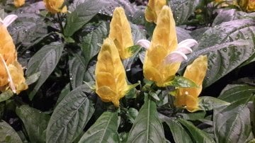 Kod:kar02 Sarı Karides (Şamdan) Çiçeği (Pachystachys Lutea) (20-50cm boy) tomurcuklu ve çiçekli. Büyük boy