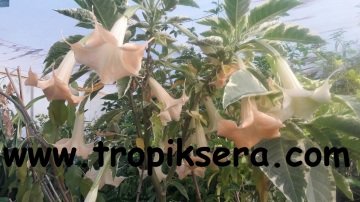 Kod:br09 Yoğun kokulu, Meleklerin boruları(alaca yapraklı somon renkli) -  brugmansia sp, Angels trumpet, büyük boy