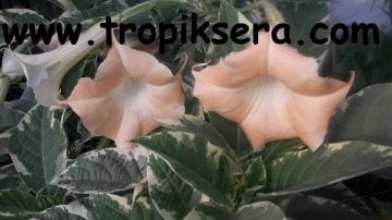 Kod:br09 Yoğun kokulu, Meleklerin boruları(alaca yapraklı somon renkli) -  brugmansia sp, Angels trumpet, büyük boy