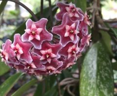 Hoya pubicalyx full silver splash, kokulu mum çiçeği   10-20 cm boyda mini saksıda köklü.Güçlü sürgünlü (kod:mum05c)