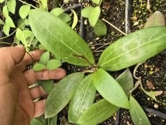 Hoya verticillata, Kokulu mum çiçeği  10-20 cm boyda mini saksıda köklü.Güçlü sürgünlü (kod:mum08c)
