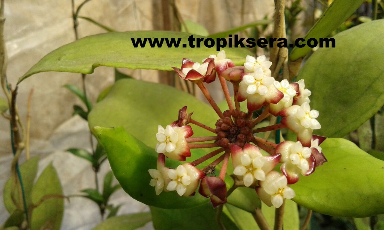 Hoya jennifer,  Kokulu mum çiçeği  10-20 cm boyda mini saksıda köklü.Güçlü sürgünlü  (kod:mum14c)