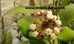Hoya jennifer,  Kokulu mum çiçeği  10-20 cm boyda mini saksıda köklü.Güçlü sürgünlü  (kod:mum14c)