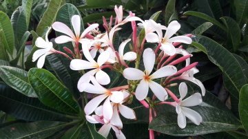 Kod:plu11Yoğun kokulu Plumeria - Frangipani, Singapur dwarf (cüce plumeria) beyaz/sarı renk (80-120 cm boyda çok dallı, tam gelişmiş) İthal .