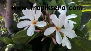 Kod:plu12 Yoğun kokulu Plumeria - Frangipani,  Grafted plumeria Dwarf Singapore (Aşılı singapur cüce plumeria) beyaz/sarı renk (40-60 cm boyda)