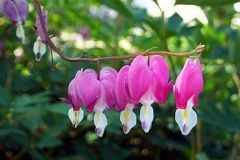 Kod:dic01 pembe ağlayan kalpler (pembe kız kalbi) Dicentra spectabilis 'Bleeding Heart' Pink Hardy Perennial, Büyük boy, şu sıralar çiçekli