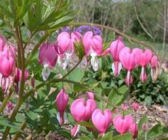 Kod:dic01 pembe ağlayan kalpler (pembe kız kalbi) Dicentra spectabilis 'Bleeding Heart' Pink Hardy Perennial, Büyük boy, şu sıralar çiçekli