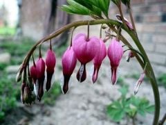 Kod:dic01 pembe ağlayan kalpler (pembe kız kalbi) Dicentra spectabilis 'Bleeding Heart' Pink Hardy Perennial, Büyük boy, şu sıralar çiçekli