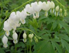 Kod:dic02 beyaz ağlayan kalpler (beyaz kız kalbi) Dicentra spectabilis Alba 'Bleeding Heart' White Hardy Perennial (Saksıda çiçekli)  Büyük boy, şu sıralar çiçekli