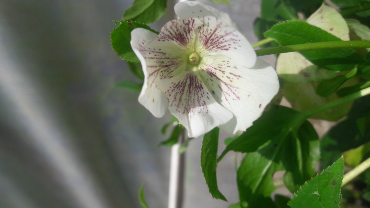 Kod:hel01 Hellebore 'Lenten Rose' Hardy Perennial (çiçek açacak sağlıklı 1adet rizom)