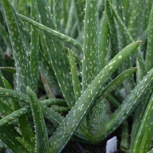 Kod:aloe01 Aloevera(sarı sabır) 20 cm