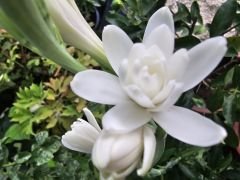 Kod:sute01  Sümbül teber - Polianthes tuberosa (1 anaç soğan ve yavruları) Saksıda canlı ve sağlıklı