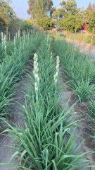 Kod:sute01  Sümbül teber - Polianthes tuberosa (1 anaç soğan ve yavruları) Saksıda canlı ve sağlıklı
