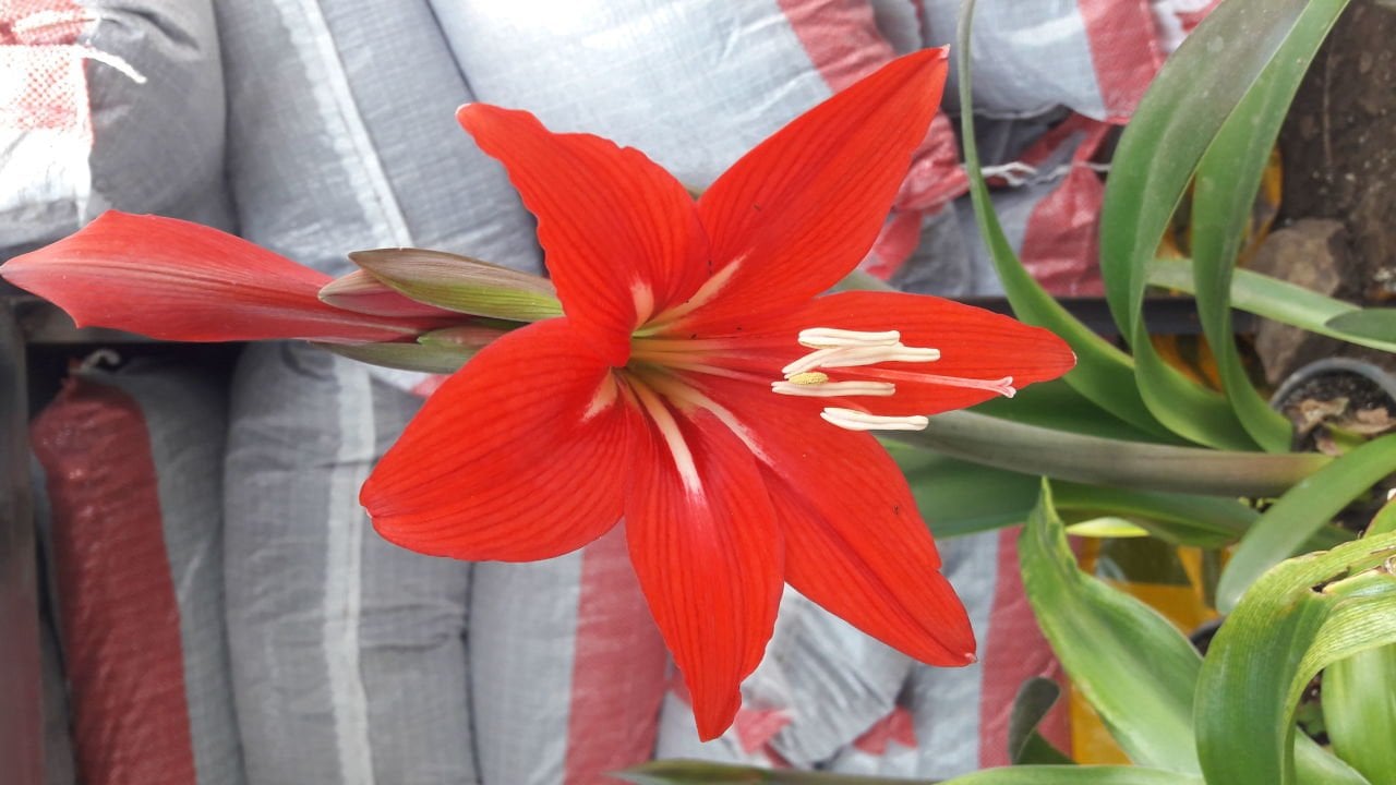 Kod.Amr21 kırmızı  amaryllis -  Amaryllis Lily, Red Star (15. 04. 2020 şu an tomurcuklu sağlıklı 1 adet büyük soğan)