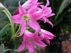 Kod:cr05 Parlak pembe Crinum amaryllis - Crinum Lily, Imperial Guard, medium (sağlıklı 1 adet Orta büyüklükte soğan)