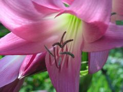 Kod:cr05 Parlak pembe Crinum amaryllis - Crinum Lily, Imperial Guard, medium (sağlıklı 1 adet Orta büyüklükte soğan)