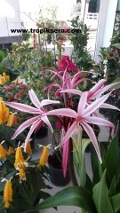 Kod:cr06 Dev soğanlı  Giant Crinum Lily - Crinum asiaticum (sağlıklı 1 adet orta boy soğan)