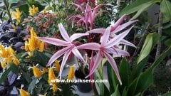 Kod:cr06 Dev soğanlı  Giant Crinum Lily - Crinum asiaticum (sağlıklı 1 adet orta boy soğan)