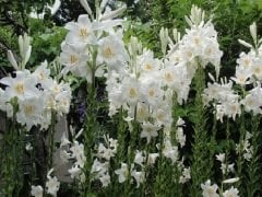 Kod mis01 mis zambak- lilium candidum. yogun kokulu (Saksıda iri 1 adet soğan)