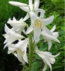 Kod mis01 mis zambak- lilium candidum. yogun kokulu (Saksıda iri 1 adet soğan)