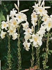 Kod mis01 mis zambak- lilium candidum. yogun kokulu (Saksıda iri 1 adet soğan)