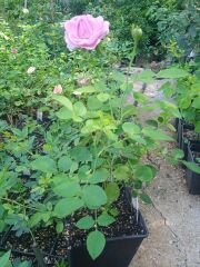 g65Rosa Centifolia Okka Gülü (7 veren Isparta) (küçük boy)