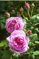 g65Rosa Centifolia Okka Gülü (7 veren Isparta) (küçük boy)