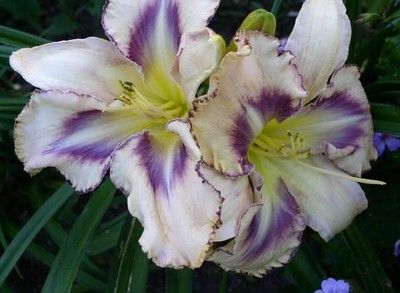 Kod:hem04 Hemerocallis 'Destined to See' Daylilly perennial (Çiçek açabilecek sağlıklı 1adet rizom)