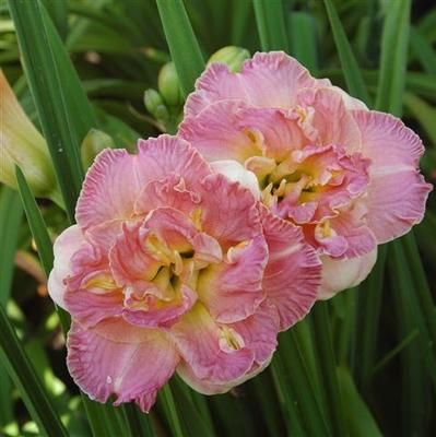 Kod:hem05 Hemerocallis 'Lacy Doily' Daylily Hardy Perennial (Çiçek açabilecek sağlıklı 1adet rizom)