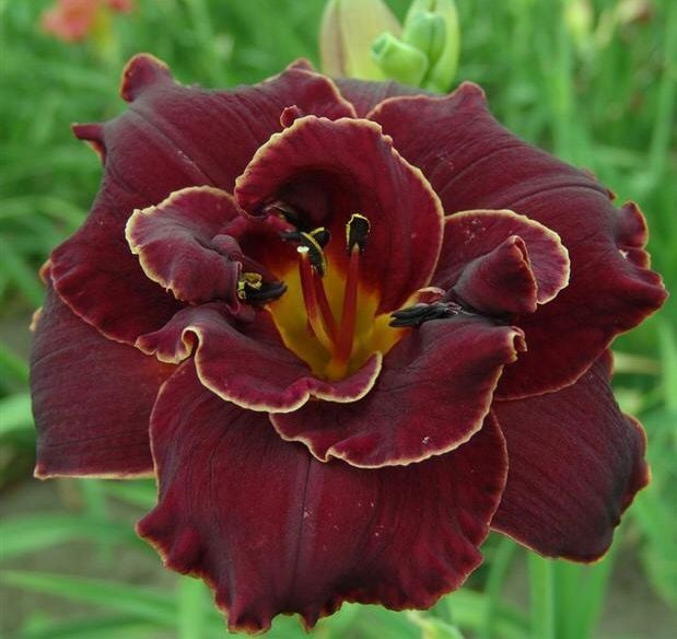 Kod:hem06 Hemerocallis 'Night Embers' Daylily Hardy Perennial (Çiçek açabilecek sağlıklı 1adet rizom)