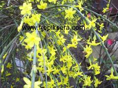 kod:y85 Sarı Yasemin, Jasminum Primulinum (4 yaş, 120-180 cm boyda)