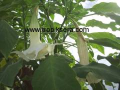 Kod:br011 Yoğun kokulu, Meleklerin boruları(beyaz katmerli) - Duble brugmansia sp, Angels trumpet, 2 yaşında