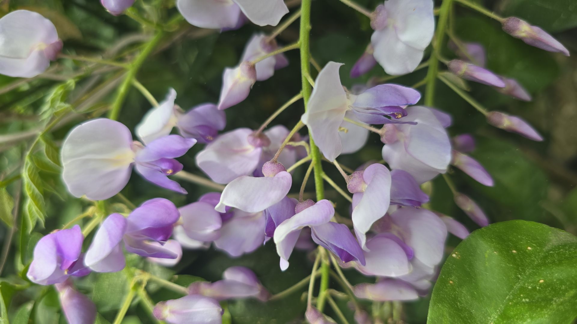 Kod:mor02  beyaz/ açık Mor çift renk Salkım (Wisteria sinensis) 80-120 cm arası boylarda, 5 yaşında.