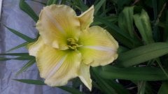 Kod:hem57 yoğun kokulu açık sarı Hemerocallis  Daylily Hardy Perennial (Çiçek açabilecek sağlıklı 1adet saksıda canlı)