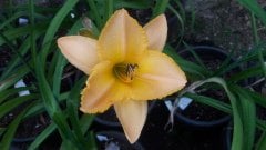 Kod:hem58 Turuncu Hemerocallis  Daylily Hardy Perennial (Çiçek açabilecek sağlıklı 1adet saksıda canlı)