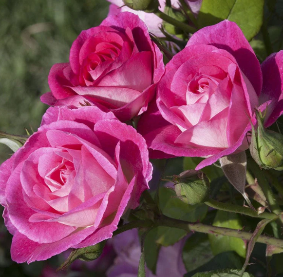 Kod:sg01 Pink diana rose, yoğun kokulu pembe gül (büyük boy)