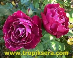 Kod:sg02 sarmaşık/çardak bordo uçları beyaz ingiliz gül (7 veren. Yoğun kokulu) (büyük boy)